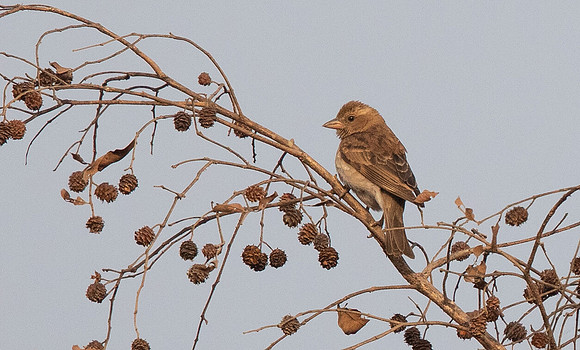 Sahel bush sparrow (Gymnoris dentata)