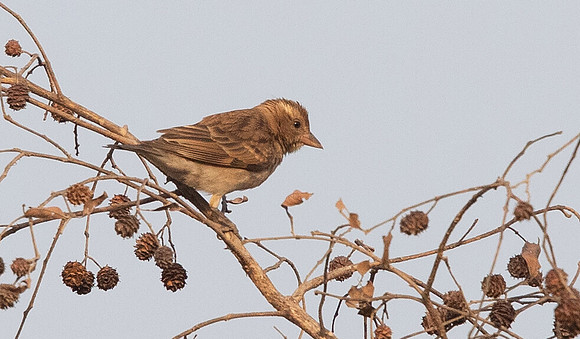 Sahel bush sparrow (Gymnoris dentata)