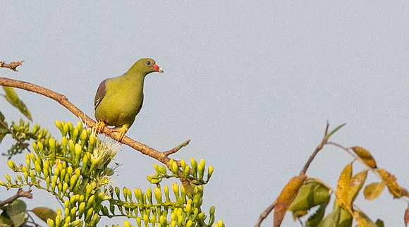 African green pigeon (Treron calvus)
