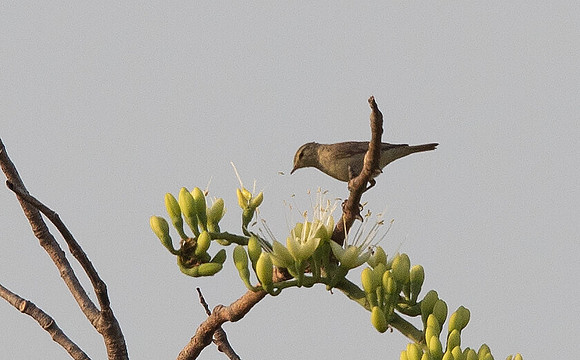 Willow warbler (Phylloscopus trochilus)