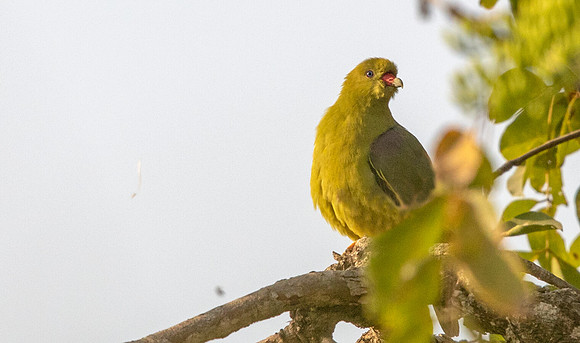 African green pigeon (Treron calvus)