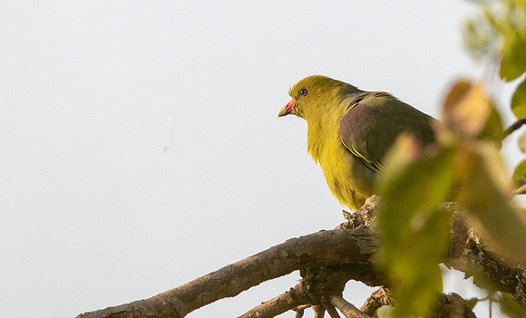 African green pigeon (Treron calvus)