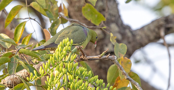 African green pigeon (Treron calvus)