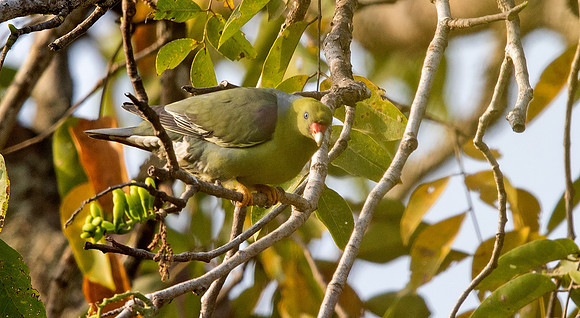 African green pigeon (Treron calvus)