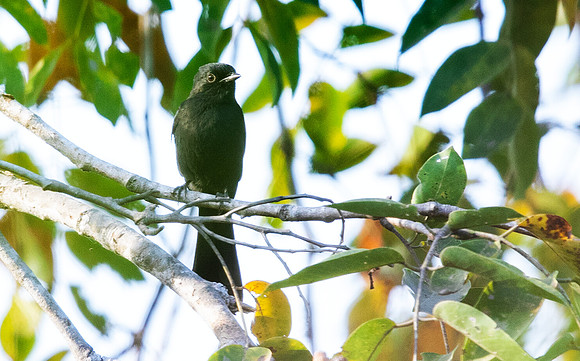 Northern black flycatcher (Melaenornis edolioides)