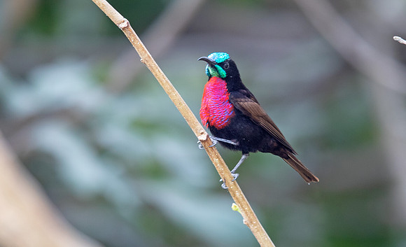 Scarlet-chested sunbird (Chalcomitra senegalensis)
