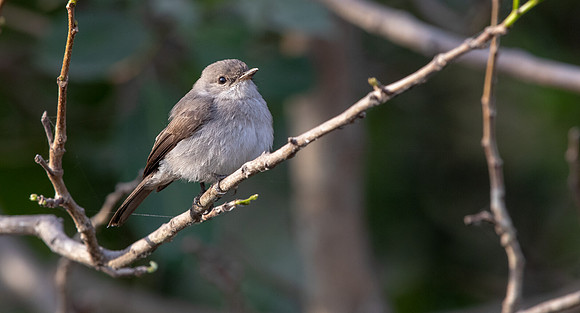 Swamp flycatcher (Muscicapa aquatica)