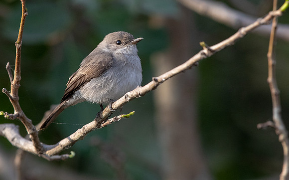 Swamp flycatcher (Muscicapa aquatica)