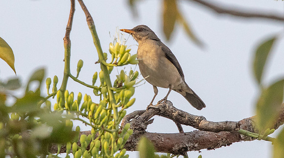 African thrush (Turdus pelios)