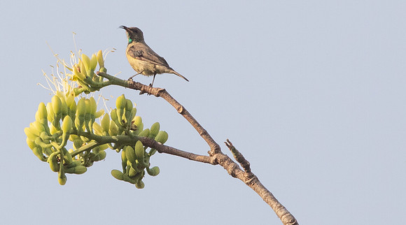 Beautiful Sunbird (Cinnyris pulchellus)