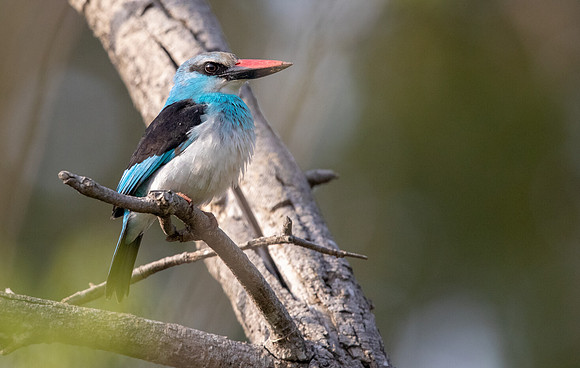 Blue-breasted kingfisher (Halcyon malimbica)
