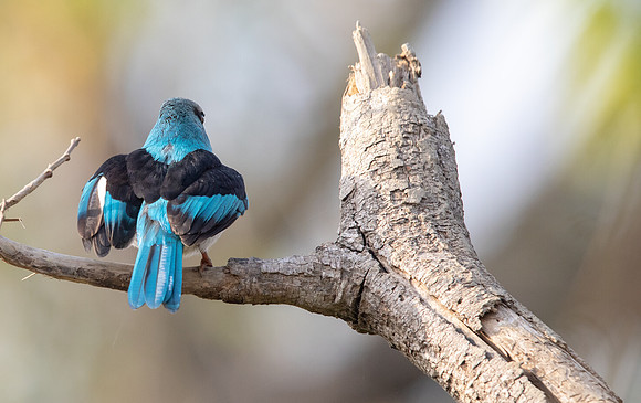 Blue-breasted kingfisher (Halcyon malimbica)