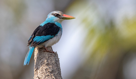 Blue-breasted kingfisher (Halcyon malimbica)