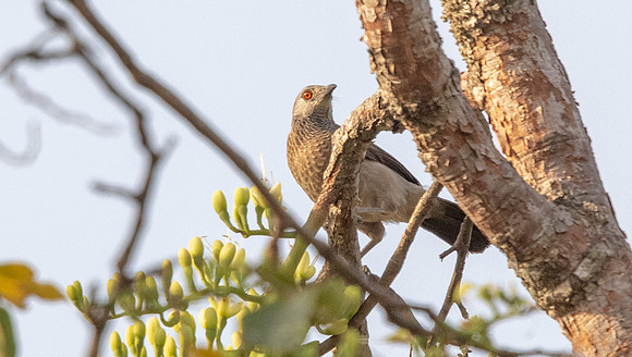 Brown babbler (Turdoides plebejus)
