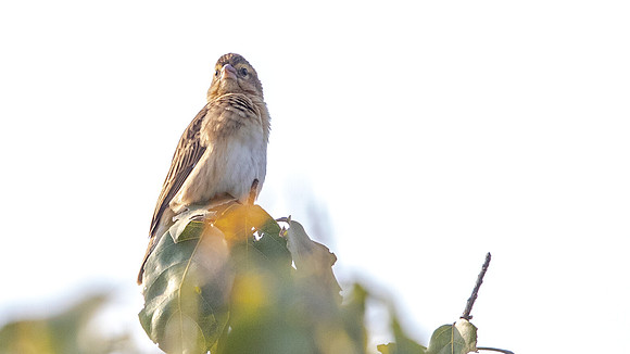 Black-winged red bishop (Euplectes hordeaceus)