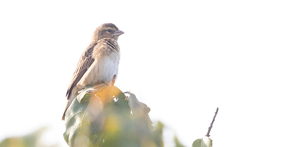 Black-winged red bishop (Euplectes hordeaceus)