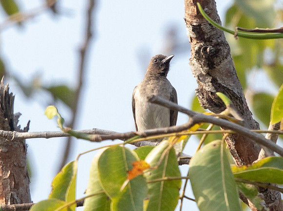 Common bulbul (Pycnonotus barbatus)