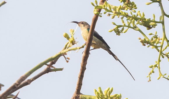 Beautiful Sunbird (Cinnyris pulchellus)