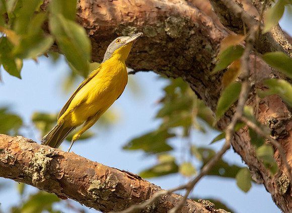 Grey-headed bushshrike (Malaconotus blanchoti)