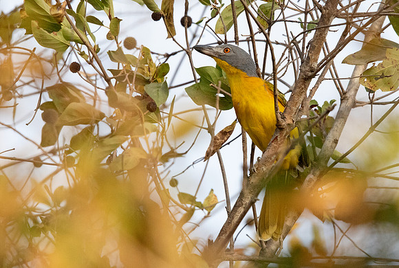 Grey-headed bushshrike (Malaconotus blanchoti)