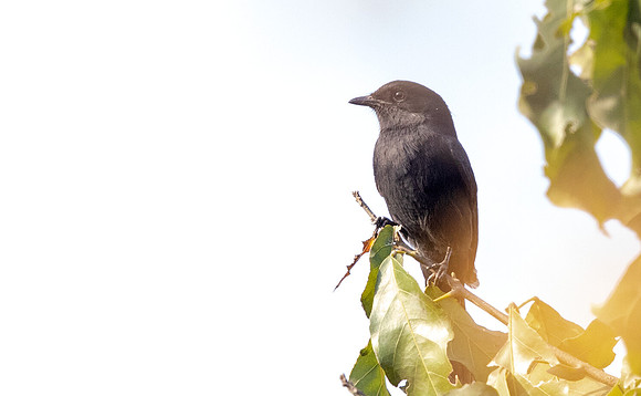 Northern black flycatcher (Melaenornis edolioides)