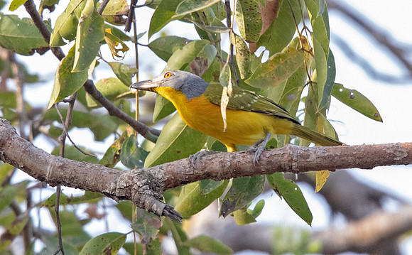 Grey-headed bushshrike (Malaconotus blanchoti)