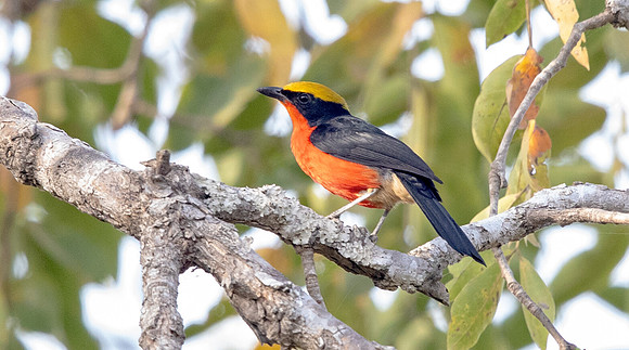 Yellow-crowned gonolek (Laniarius barbarus)