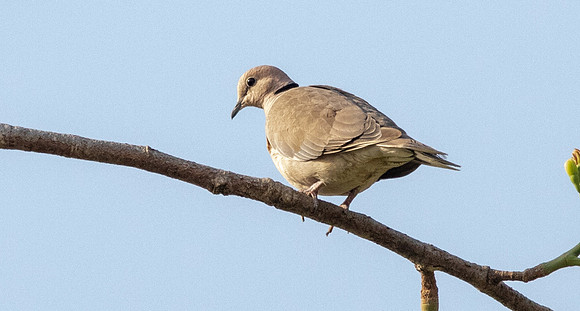 Vinaceous dove (Streptopelia vinacea)