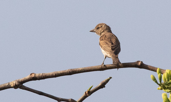 Sahel bush sparrow (Gymnoris dentata)