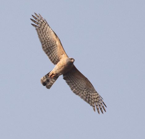 Dark chanting goshawk (Melierax metabates) subadult