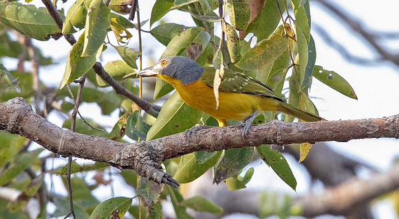 Grey-headed bushshrike (Malaconotus blanchoti)