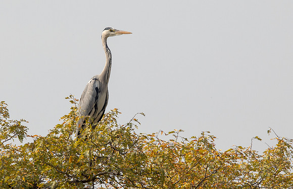 Grey heron (Ardea cinerea)