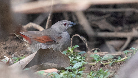 Red-winged pytilia (Pytilia phoenicoptera)