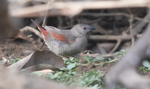 Red-winged pytilia (Pytilia phoenicoptera)