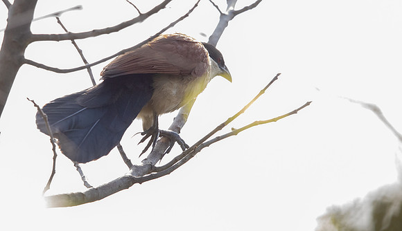 Senegal coucal (Centropus senegalensis)