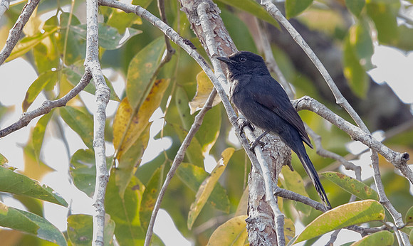 Northern black flycatcher (Melaenornis edolioides)