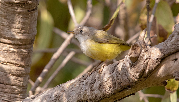 Senegal eremomela (Eremomela pusilla)