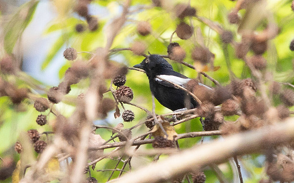 White-shouldered black tit (Melaniparus guineensis)