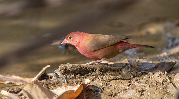 Red-billed firefinch (Lagonosticta senegala)