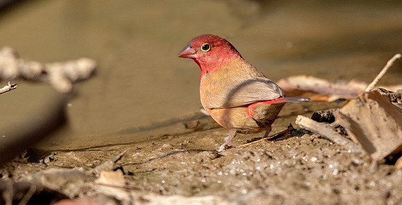 Red-billed firefinch (Lagonosticta senegala)