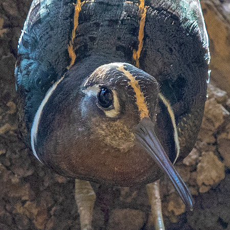 Greater painted-snipe (Rostratula benghalensis) Male