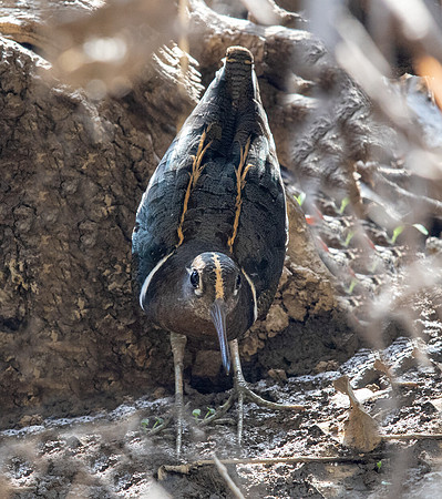 Greater painted-snipe (Rostratula benghalensis) Male