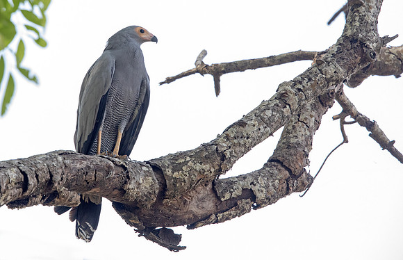 African harrier-hawk (Polyboroides typus)