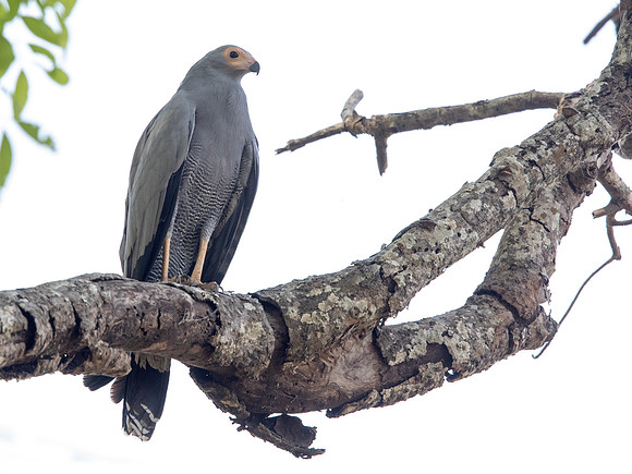 African harrier-hawk (Polyboroides typus)