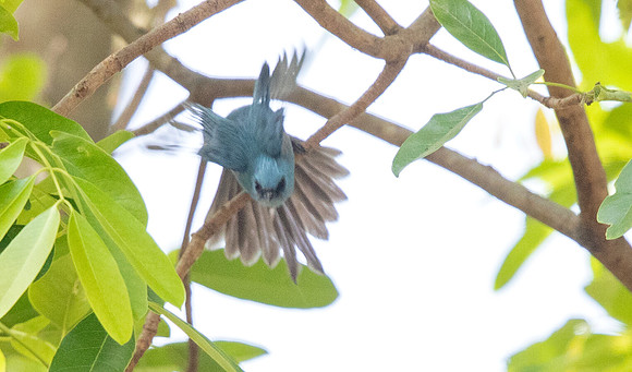 African blue flycatcher (Elminia longicauda)