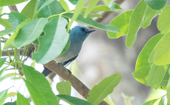 African blue flycatcher (Elminia longicauda)