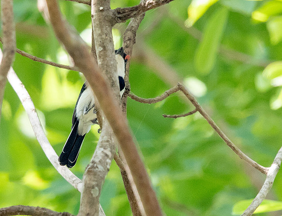 Brown-throated wattle-eye (Platysteira cyanea)