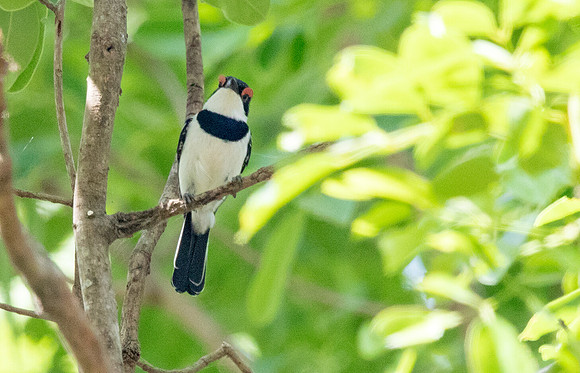 Brown-throated wattle-eye (Platysteira cyanea)