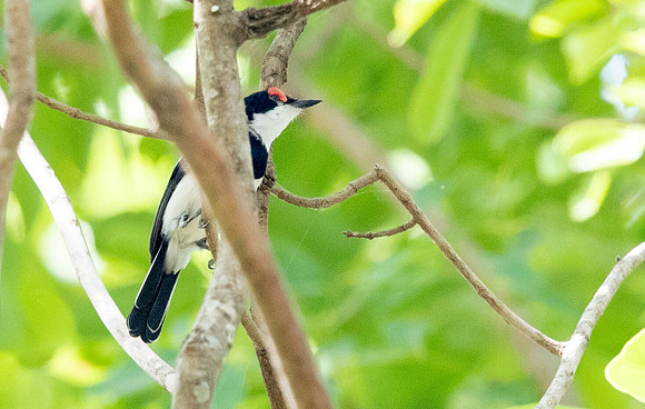 Brown-throated wattle-eye (Platysteira cyanea)