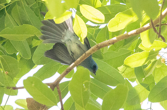 African blue flycatcher (Elminia longicauda)